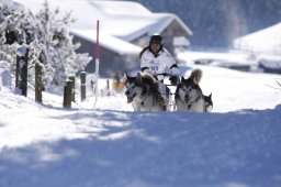 Lenk 2013
